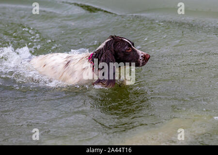 Northampton vom 12. Oktober 2019. UK Wetter. Ein graues feuchten Start in den Tag nicht diese Spaniels nicht aus Spaß in der See zum Bootfahren in Abington Park abhalten. Credit: Keith J Smith./Alamy leben Nachrichten Stockfoto