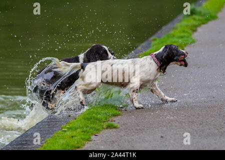 Northampton vom 12. Oktober 2019. UK Wetter. Ein graues feuchten Start in den Tag nicht diese Spaniels nicht aus Spaß in der See zum Bootfahren in Abington Park abhalten. Credit: Keith J Smith./Alamy leben Nachrichten Stockfoto