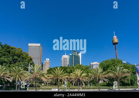 Sydney, Australien - 24. November 2016: Sydney Skyline mit Palmen im Vordergrund. Modernes Stadtbild Sommer Szene, Panorama Stockfoto