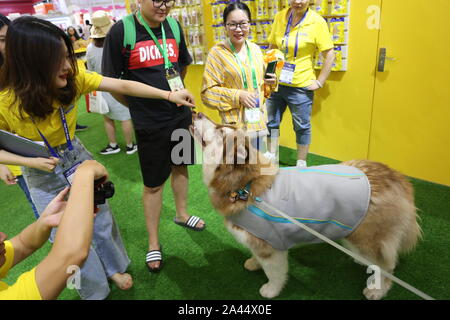 Pet-Liebhaber Herde zu sehen süße Haustiere an der Pet-Messe Asien 2019, das ist der 22. des Fairen, beginnt in Shanghai, China, 21. August 2019. *** Lokale Capti" Stockfoto