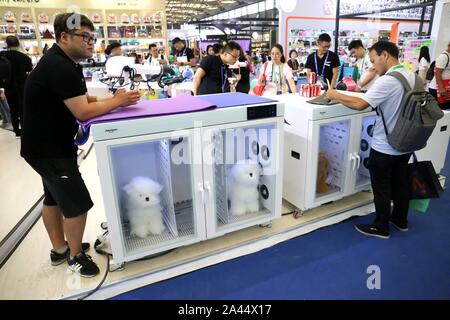 Pet-Liebhaber Herde zu sehen süße Haustiere an der Pet-Messe Asien 2019, das ist der 22. des Fairen, beginnt in Shanghai, China, 21. August 2019. *** Lokale Capti" Stockfoto