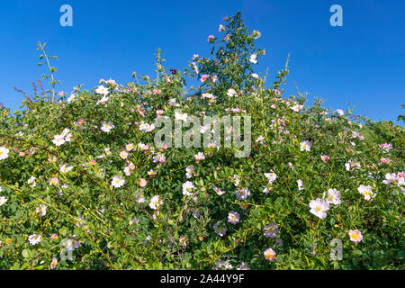 Blüte Bush von Pink rose hips Close-up auf dem Hintergrund des blauen Himmels. Kirgisistan Stockfoto