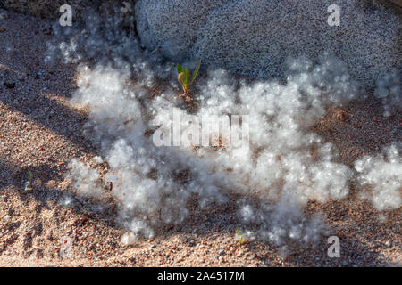 Pappel Flusen mit Saatgut und Baum am Meer Sand sprießen. Kirgisistan Stockfoto