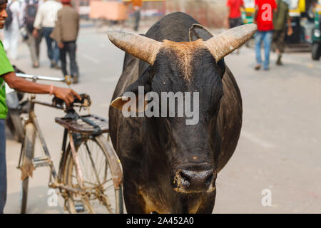 Kuh heilige Tier indien Stockfoto