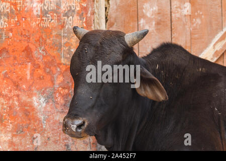 Kuh heilige Tier indien Stockfoto