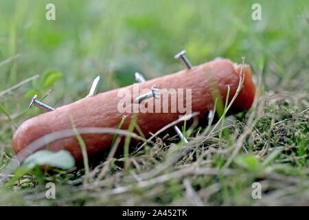 Nahaufnahme einer Wurst gespickt mit Nägeln. Giftige Köder. Stockfoto