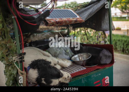 Yunhe und seinem Hund Qiuqiu sind auf dem Weg nach Südwesten Chinas Autonomen Region Tibet, Peking, China, 8. August 2019. Yunhe, des Benutzernamens und der für den Mann wh Stockfoto