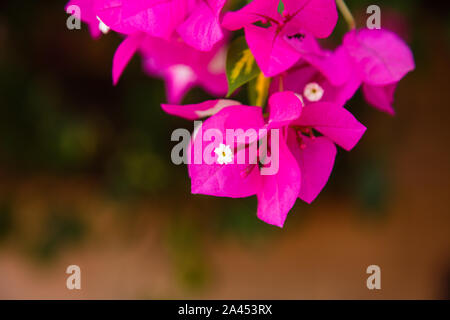 Bougainvillea Busch Rebe Stockfoto