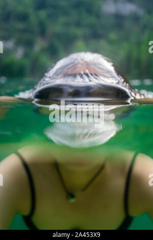 Die Hälfte Wasser halb Oberfläche geschossen von einem Schwimmer mit Maske am Königssee (Königssee) im Berchtesgadener Land, Bayern, Deutschland Stockfoto