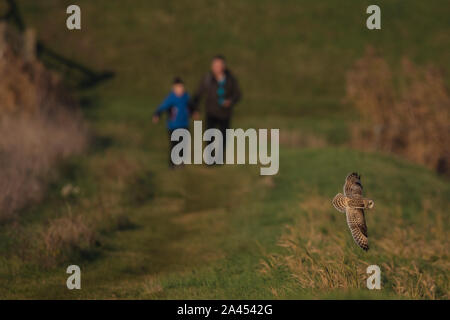 Starten Sie jung. Vater und Sohn gehen hinunter den Weg als Kurze eared owl durch vor Ihnen fliegt. Danach sprach, die Erste, die sie je gesehen hatte! Stockfoto