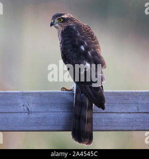 Frau Sperber Ansehen eines nahe gelegenen Bush mit hänfling Küken, um zu versuchen, einen Hinterhalt! Früh morgens, 6 Uhr. Stockfoto