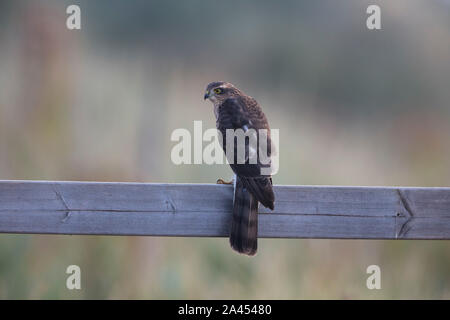 Frau Sperber Ansehen eines nahe gelegenen Bush mit hänfling Küken, um zu versuchen, einen Hinterhalt! Früh morgens, 6 Uhr. Stockfoto