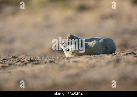 Junge Kegelrobbe pup auf dem Kopf am Strand liegen spielerisch Kauen seine Flipper an einem schönen sonnigen Morgen, Winterton auf Meer, Norfolk Stockfoto