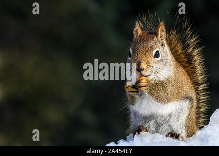 Amerikanische Rote Eichhörnchen - Tamiasciurus hudsonicus, sitzen auf einem Schnee bank Essen eine erdnuß. Bokeh der Bäume im Hintergrund