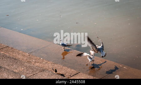 Gruppe von Möwen und Enten am Rande des Flusses auf einer Zement Dock mit Schritte Stockfoto