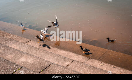 Gruppe von Möwen und Enten am Rande des Flusses auf einer Zement Dock mit Schritte Stockfoto