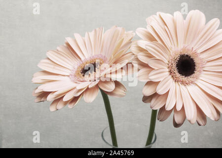 Zwei gerber Blumen rosa im Glas, Gänseblümchen blüht, auf grunge Hintergrund isoliert Stockfoto