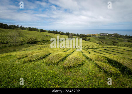 Großes Feld von Tee Plantage in Azoren, Portugal Stockfoto