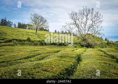 Großes Feld von Tee Plantage in Azoren, Portugal Stockfoto