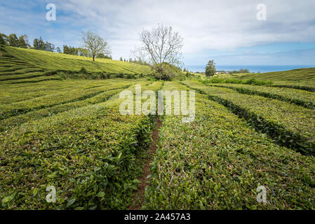 Großes Feld von Tee Plantage in Azoren, Portugal Stockfoto