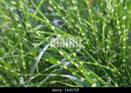 Grünes Gras, dessen Blätter Weiß-Layer haben Stockfoto