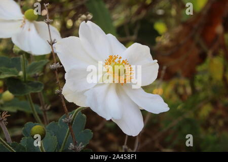 Eine weiße Anemone auf einem grünen und braunen Hintergrund Stockfoto