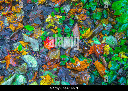 Bunte Hintergrund Bild von nassen gefallenen Blätter im Herbst perfekt für saisonale verwenden Stockfoto