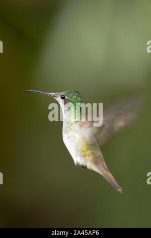 Andengemeinschaft Emerald (Amazilia franciae) fliegen in Alambi Cloud Forest, Ecuador Stockfoto