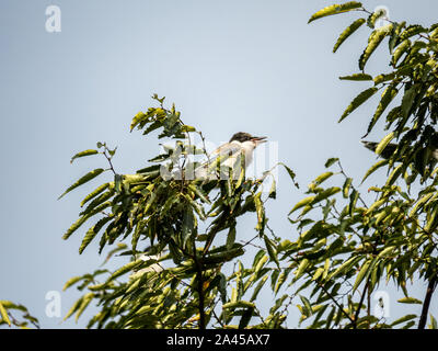 Eine Azure - winged Magpie, Cyanopica cyanus, Sitzstangen in einem Baum in der Nähe von einem Bauernhof in der Nähe von Yokohama, Japan. Stockfoto