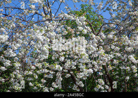 Kirschblüte Baum auf St. Katharine's Way in London, England. Stockfoto