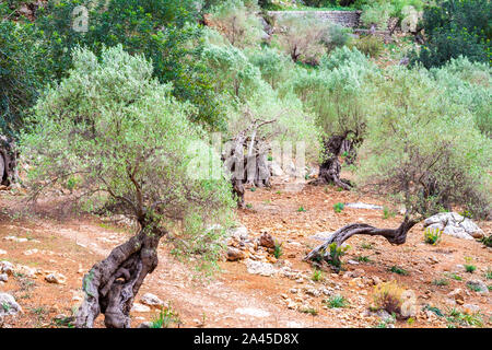 Olivenbäume in der Serra de Tramuntana auf Mallorca Stockfoto