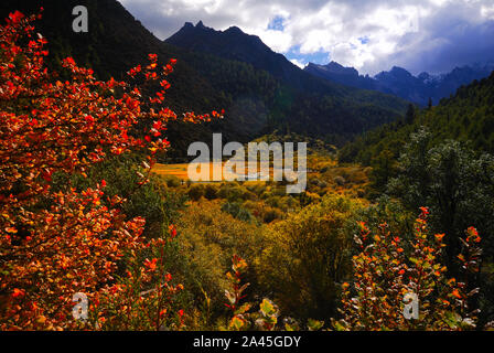 Herbst weint Daocheng Yading in Gelb und Rot in der tibetischen autonomen Präfektur Garze, Süd-westen der chinesischen Provinz Sichuan, 2. September 2019. Stockfoto