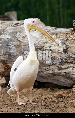 Nahaufnahme eines American White Pelican (Pelecanus erythrorhynchos). Stockfoto