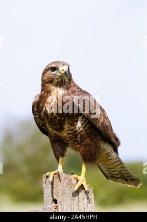 Nahaufnahme eines Mäusebussard (Buteo buteo) auf einer Post, Großbritannien thront. Stockfoto