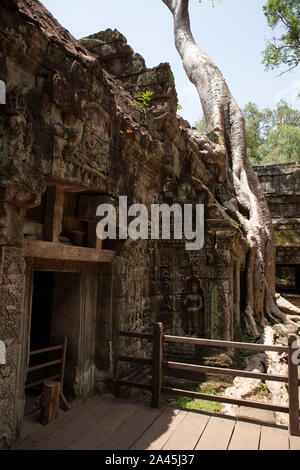 Ta Prohm Tempel (Tomb Rider Tempel) in Angkor, Kambodscha Stockfoto