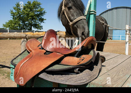 Braun Sattel in der Nähe von Fohlen, stabiler Hintergrund Stockfoto