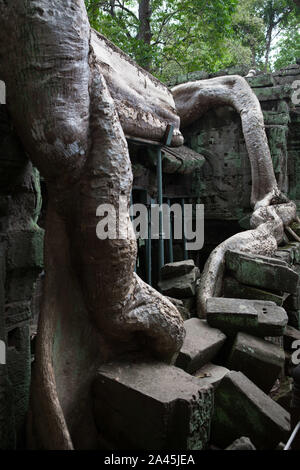 Ta Prohm Tempel (Tomb Rider Tempel) in Angkor, Kambodscha Stockfoto