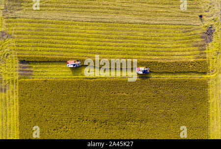 Chinesische Arbeiter Fahren ernten Maschinen zum Ernten von Reis in das Feld im Duntou Town, Hai "Eine Stadt, im Osten der chinesischen Provinz Jiangsu am 8. Oktober, 2019. Stockfoto