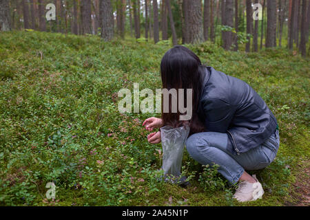 Junge Frau Ernte Beeren im Wald Stockfoto