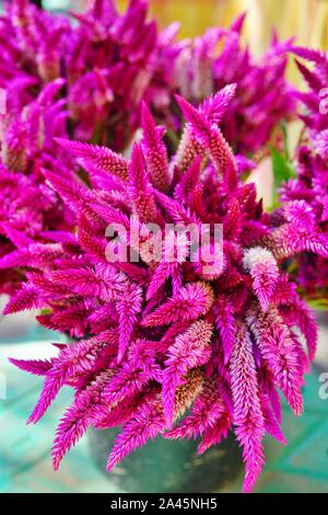 Blumenstrauß aus Spitzen rosa celosia Blumen Stockfoto