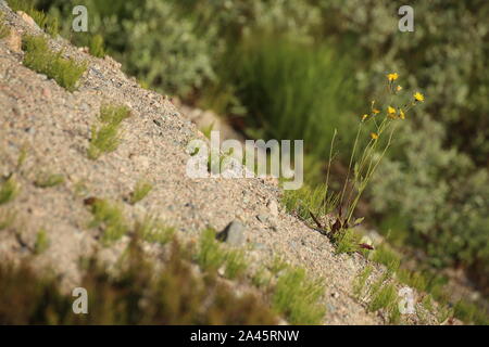 Konzeptionelle diagonal geschossen von Hieracium maculatum, die gefleckte Habichtskraut. Stockfoto