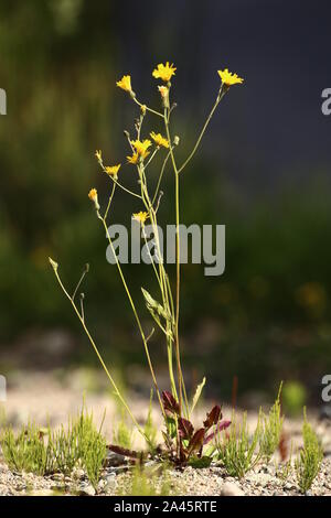 Der gefleckte habichtskraut von der Seite mit dunklem Hintergrund gesehen. Stockfoto