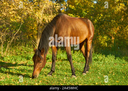 Pferd auf das grüne Gras, Herbst Landschaft Stockfoto