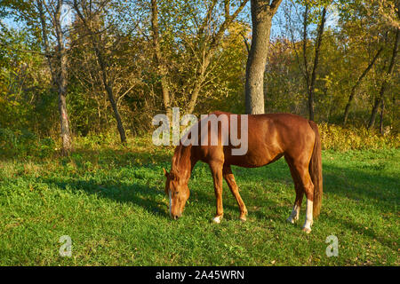 Pferd auf das grüne Gras, Herbst Landschaft Stockfoto