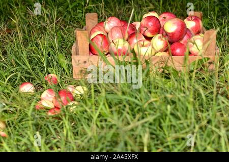 Eine Kiste mit geernteten Äpfel auf dem Gras Stockfoto