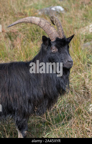 Verwilderte Ziegen in die Forstverwaltung wilde Ziege Park, New Galloway, Dumfries und Galloway, SW Schottland Stockfoto