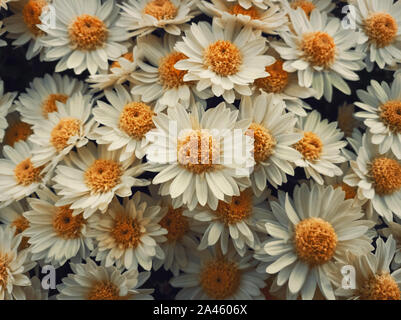 Ansicht von oben in der Nähe von weißen Gänseblümchen blumenstrauß Komposition. Textur muster der blühende Kamille Blumen, frische Natur niedlich Hintergrund. Stockfoto