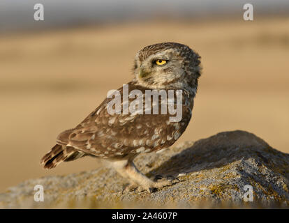 Steinkauz - Athene noctua Stockfoto