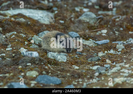 Norwegen Lemming (Lemmus lemmus) in der Nähe der Höhle in der Tundra, Gebirge Jotunheimen, Norwegen Stockfoto