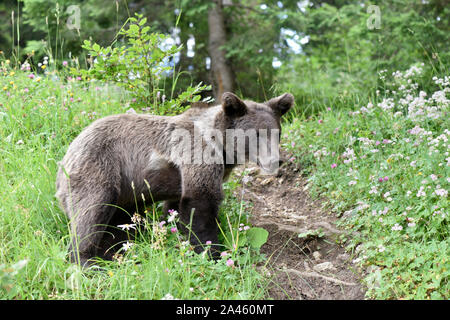 Europäische Braunbär, Ursus arctos Arctos Stockfoto